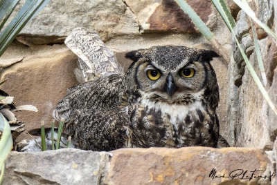 Athena Great Horned Owl 2025